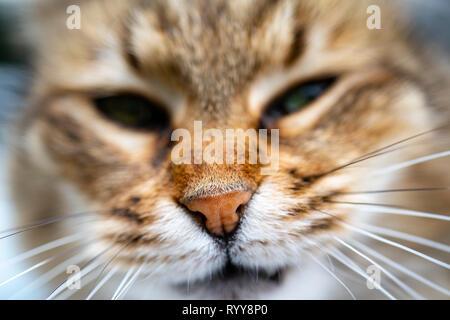 Naso di un gatto, close-up Foto Stock