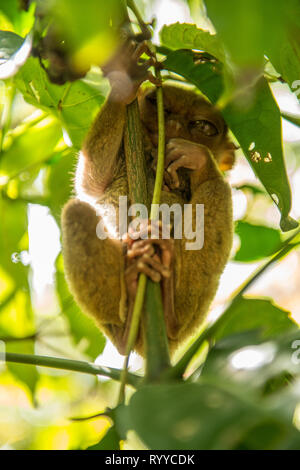 Viaggiare a Bohol Foto Stock