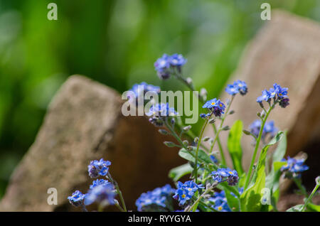 Non ti scordar di me fiori, myosotis arvense, bellissimo giardino scena, aprile in giardino, la profondità di campo ridotta, offuscata sfondo verde Foto Stock