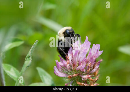 American Bumblebee (Bombus pensylvanicus) raccogliere il polline di un trifoglio rosso (Trifolium finzione) fiore. Lo sfondo è verde con diverse foglie. Foto Stock