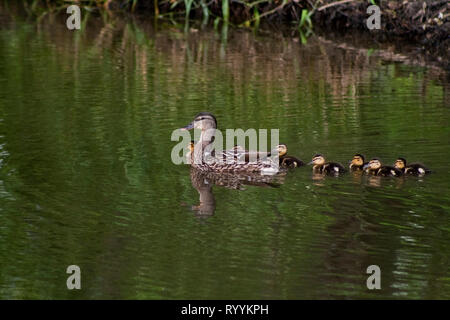 Una femmina marrone Mallard Duck guidandola sei anatroccoli attraverso una palude come l'acqua increspature intorno ai loro corpi che riflettono le piante di palude intorno ad esso. Foto Stock