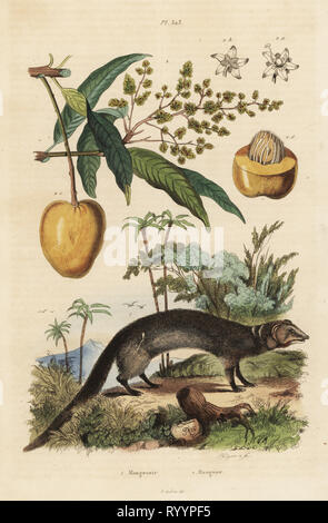 Grigio indiano mangusta, Herpestes edwardsi 1 e mango, Mangifera indica 2. Mangouste NEM, mangier. Acciaio Handcolored incisione di Pfitzer dopo una illustrazione da Adolph patatine da Felix-Edouard Guerin-Meneville's Dictionnaire pittoresco d'Histoire Naturelle (pittoresco Dizionario di storia naturale), Parigi, 1834-39. Foto Stock