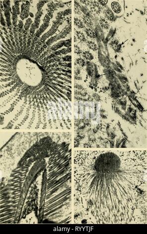 Elettron-struttura microscopica di protozoi (1963) di elettroni struttura microscopica di protozoi . electronmicrosco00pite Anno: 1963 XVII piastra 63 65 64 Foto Stock