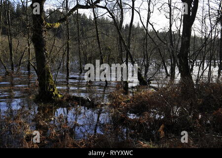 Il Trossachs, UK. Il 15 marzo 2019. Conseguenze della tempesta Hannah - Scene di Loch Achray nel Trossachs vicino alla città di Callander. I campi, le recinzioni e gli alberi o sotto l'acqua, o parzialmente sommerso. Il terreno fangoso è saturato con acqua. Il livello delle acque del lago è quasi fino a lato strada al piano terra inferiore. Il fiume che scorre fuori del loch ha anche il suo burst banche e invaso parte del territorio della città di Callander a poche miglia di distanza. Credito: Colin Fisher/Alamy Live News Foto Stock