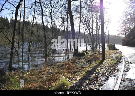 Il Trossachs, UK. Il 15 marzo 2019. Conseguenze della tempesta Hannah - Scene di Loch Achray nel Trossachs vicino alla città di Callander. I campi, le recinzioni e gli alberi o sotto l'acqua, o parzialmente sommerso. Il terreno fangoso è saturato con acqua. Il livello delle acque del lago è quasi fino a lato strada al piano terra inferiore. Il fiume che scorre fuori del loch ha anche il suo burst banche e invaso parte del territorio della città di Callander a poche miglia di distanza. Credito: Colin Fisher/Alamy Live News Foto Stock