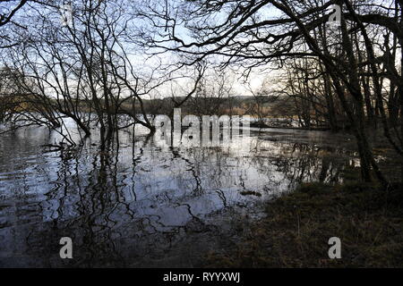 Il Trossachs, UK. Il 15 marzo 2019. Conseguenze della tempesta Hannah - Scene di Loch Achray nel Trossachs vicino alla città di Callander. I campi, le recinzioni e gli alberi o sotto l'acqua, o parzialmente sommerso. Il terreno fangoso è saturato con acqua. Il livello delle acque del lago è quasi fino a lato strada al piano terra inferiore. Il fiume che scorre fuori del loch ha anche il suo burst banche e invaso parte del territorio della città di Callander a poche miglia di distanza. Credito: Colin Fisher/Alamy Live News Foto Stock