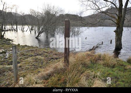 Il Trossachs, UK. Il 15 marzo 2019. Conseguenze della tempesta Hannah - Scene di Loch Achray nel Trossachs vicino alla città di Callander. I campi, le recinzioni e gli alberi o sotto l'acqua, o parzialmente sommerso. Il terreno fangoso è saturato con acqua. Il livello delle acque del lago è quasi fino a lato strada al piano terra inferiore. Il fiume che scorre fuori del loch ha anche il suo burst banche e invaso parte del territorio della città di Callander a poche miglia di distanza. Credito: Colin Fisher/Alamy Live News Foto Stock