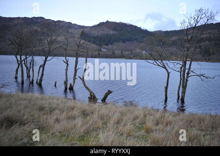 Il Trossachs, UK. Il 15 marzo 2019. Conseguenze della tempesta Hannah - Scene di Loch Achray nel Trossachs vicino alla città di Callander. I campi, le recinzioni e gli alberi o sotto l'acqua, o parzialmente sommerso. Il terreno fangoso è saturato con acqua. Il livello delle acque del lago è quasi fino a lato strada al piano terra inferiore. Il fiume che scorre fuori del loch ha anche il suo burst banche e invaso parte del territorio della città di Callander a poche miglia di distanza. Credito: Colin Fisher/Alamy Live News Foto Stock