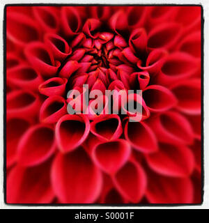 Close up fiore rosso Foto Stock
