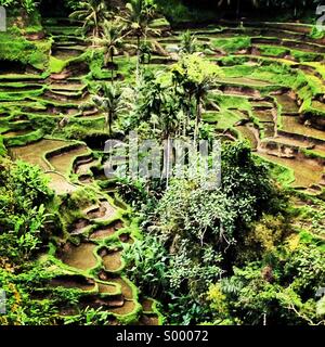 Terrazze di riso, Tegalalang, Bali, Indonesia Foto Stock