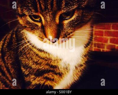 Gatto di tabby Foto Stock