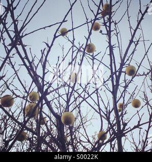 Le mele su un albero senza foglie in inverno Foto Stock