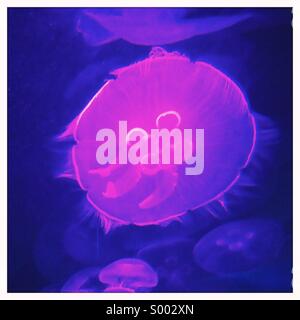 Un viola incandescente meduse in acqua blu Foto Stock