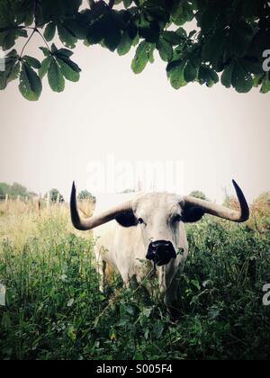 Bull con le corna in un campo incolto Foto Stock