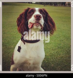 Simpatiche Springer Spaniel cane con linguetta appendere fuori. Foto Stock