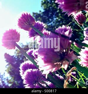 Fioritura di erba cipollina nella luce del sole Foto Stock