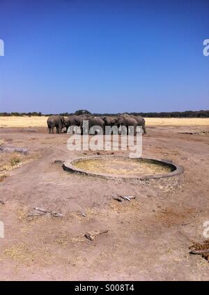 Un mazzetto di elefanti in piedi intorno ad un foro di irrigazione. Foto Stock