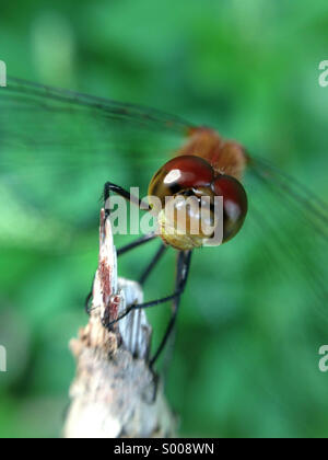 Dragonfly seduto su un ramo. Foto Stock