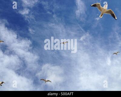 Gabbiani sorvolano Bawdsey sulla costa di Suffolk, Regno Unito. Foto Stock