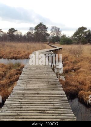 Passerella in legno in una palude nel parco nazionale di 'De Groote Peel' in Ospel, Paesi Bassi. Foto Stock