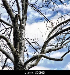 Albero coperto di neve. Foto Stock