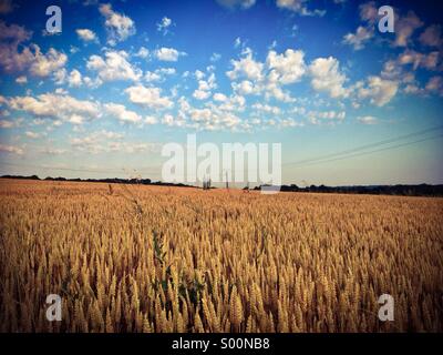 Campo di grano sotto il sole Foto Stock