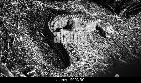 Un alligatore si crogiola nel sole di mezzogiorno. Foto Stock