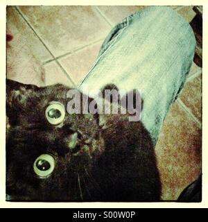 Gatto nero seduto su un uomo del ginocchio guardando telecamera vicino fino Foto Stock