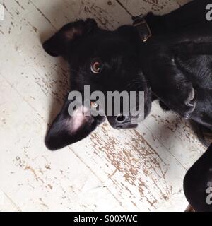 Il Labrador nero cane sul pavimento in legno guardando verso l'alto la fotocamera. Foto Stock