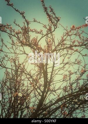 Inizio della primavera sboccia Foto Stock