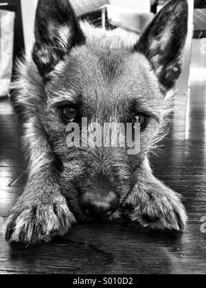 Terrier mix bianco e nero cane Foto Stock