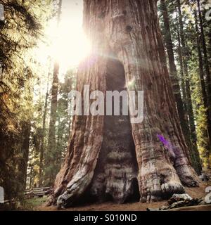 General Sherman Tree Foto Stock