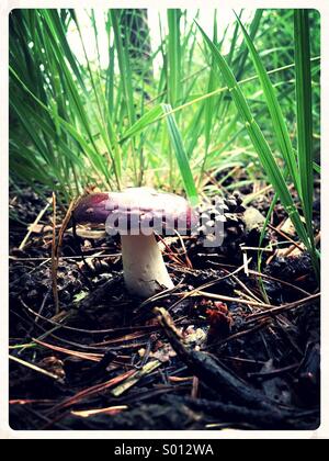 Toadstool in erba lunga Foto Stock