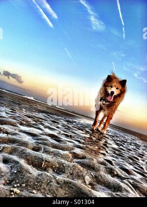 Cane sulla spiaggia Foto Stock