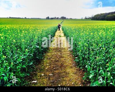 La figura su Vicolo del paese attraverso il campo di colza, Kent, Regno Unito Foto Stock