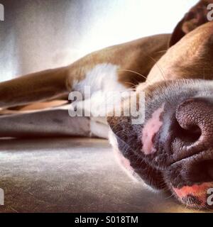 Vista ravvicinata del naso del cane Foto Stock
