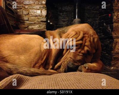 Bloodhound del sonno Foto Stock