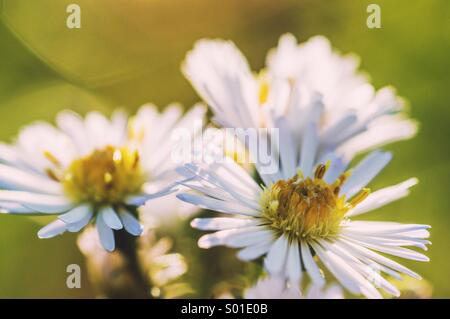 Tre fiori Foto Stock