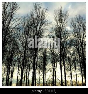 Silhouette di incombenti wintery alberi contro il cielo al tramonto Foto Stock