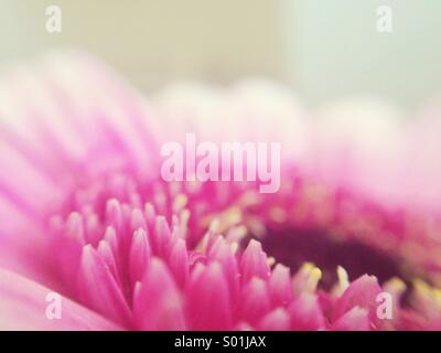 Pink lady Foto Stock