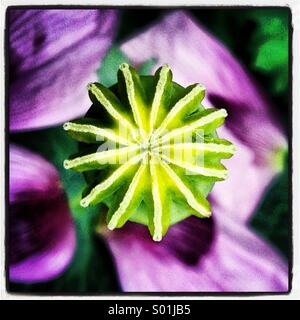 Close up di verde semi di papavero testa con petali viola Foto Stock