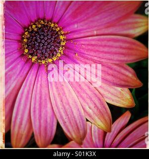 Daisy petali fiore close up Foto Stock