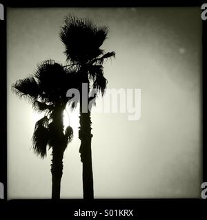 Silhouette di palme sulla spiaggia di Venice, California. Foto Stock