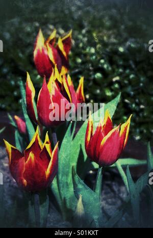 I tulipani... In Amsterdam Foto Stock