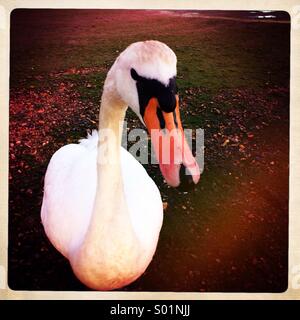 Close up White Swan Cygnus Foto Stock