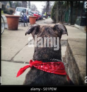 Cane con Red Bandana Foto Stock