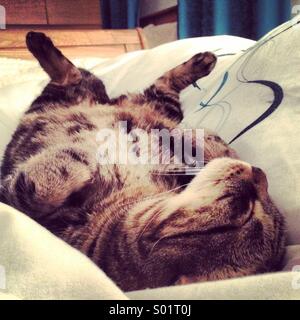 Tabby gatto dorme sul suo retro Foto Stock