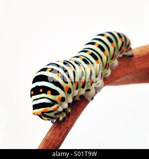 Caterpillar colorati Foto Stock