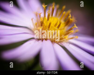 Michaelmas daisy close-up Foto Stock