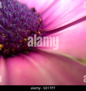 Macro di un osteospermum fructicosum Foto Stock